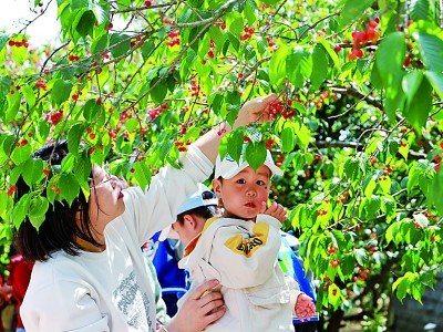 青岛市民带着孩子摘樱桃