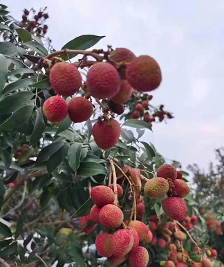 稀有物种，特早熟荔枝采摘记（精彩作文）