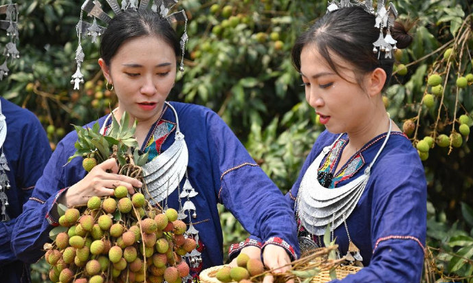 采摘荔枝的游客们